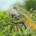 iguana_spinytailed_black_gua_h_0029_ecu0029.jpg